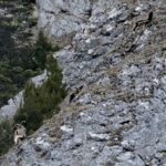 Drone Captures Blue Sheep Dancing Across Sichuan's Rugged Mountains video poster