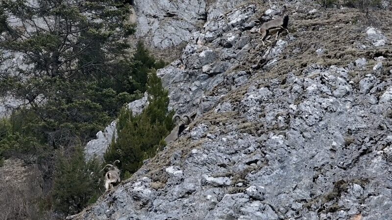 Drone_Captures_Blue_Sheep_Dancing_Across_Sichuans_Rugged_Mountains_poster - Khabar Asia Drone Captures Blue Sheep Dancing Across Sichuan's Rugged Mountains video poster