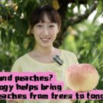 Drones_Deliver_Sweetness__Yangshan_s_Honey_Peaches_Take_to_the_Skies video poster