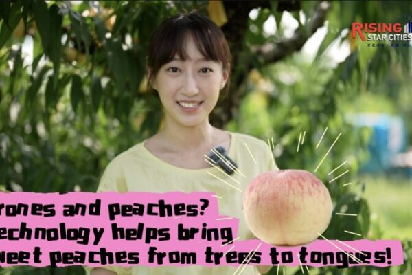 Drones Deliver Sweetness: Yangshan’s Honey Peaches Take to the Skies Drones_Deliver_Sweetness__Yangshan_s_Honey_Peaches_Take_to_the_Skies video poster