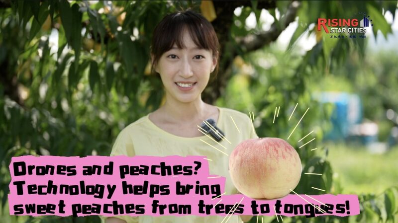 Drones_Deliver_Sweetness__Yangshan_s_Honey_Peaches_Take_to_the_Skies_poster - Khabar Asia Drones_Deliver_Sweetness__Yangshan_s_Honey_Peaches_Take_to_the_Skies video poster