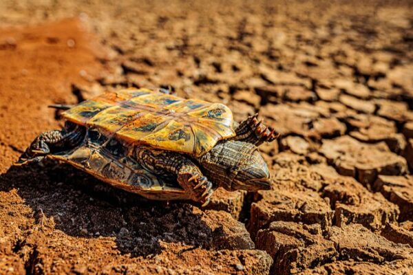 Drought Relief Efforts Ramp Up in Southwest China's Yunnan Province