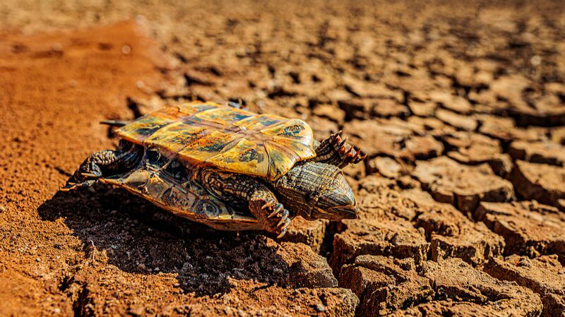 Drought_Relief_Efforts_Ramp_Up_in_Southwest_Chinas_Yunnan_Province - Khabar Asia Drought Relief Efforts Ramp Up in Southwest China's Yunnan Province