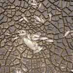 Drought in Mexico Causes Thousands of Fish to Die as Bustillos Lagoon Dries Up