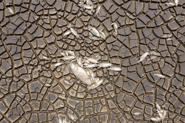 Drought in Mexico Causes Thousands of Fish to Die as Bustillos Lagoon Dries Up Drought in Mexico Causes Thousands of Fish to Die as Bustillos Lagoon Dries Up
