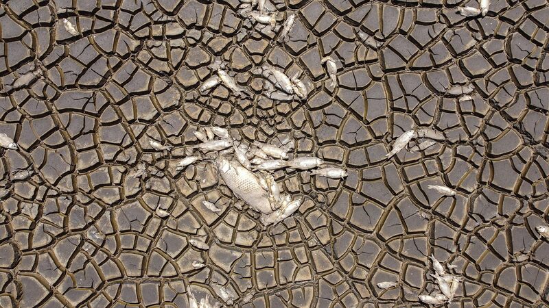 Drought_in_Mexico_Causes_Thousands_of_Fish_to_Die_as_Bustillos_Lagoon_Dries_Up - Khabar Asia Drought in Mexico Causes Thousands of Fish to Die as Bustillos Lagoon Dries Up