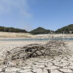 Drought_in_Sicily_Devastates_Grain_Fields_and_Livestock__Farmers_Struggle_to_Survive