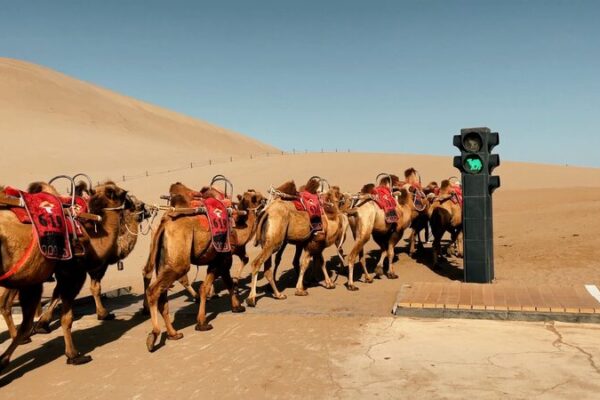 Dunhuang_Camels_Get_Their_Own_Traffic_Signals_in_World-First_Initiative_poster - Khabar Asia Dunhuang Camels Get Their Own Traffic Signals in World-First Initiative video poster