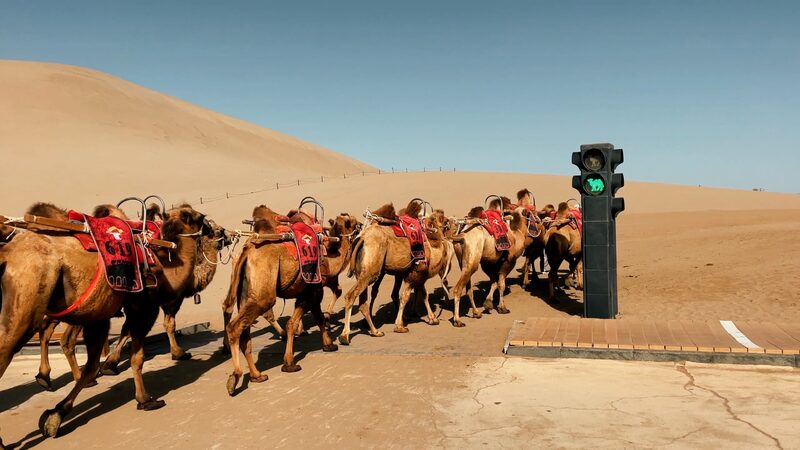 Dunhuang_Camels_Get_Their_Own_Traffic_Signals_in_World-First_Initiative_poster - Khabar Asia Dunhuang Camels Get Their Own Traffic Signals in World-First Initiative video poster