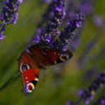 EUs_Nature_Restoration_Law_Stalled_as_Hungary_Withdraws_Support - Khabar Asia EU's Nature Restoration Law Stalled as Hungary Withdraws Support