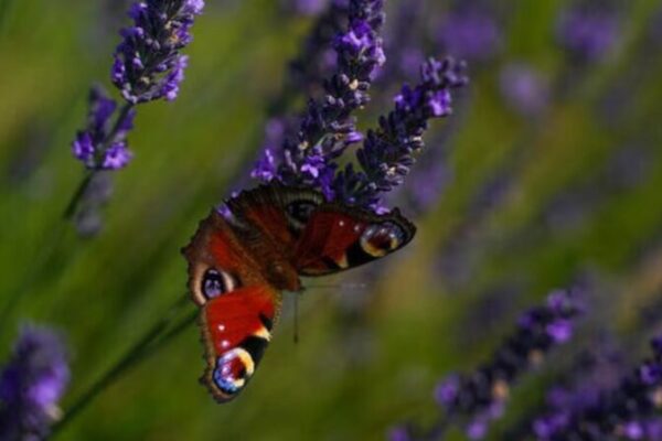 EU’s Nature Restoration Law Stalled as Hungary Withdraws Support EU's Nature Restoration Law Stalled as Hungary Withdraws Support
