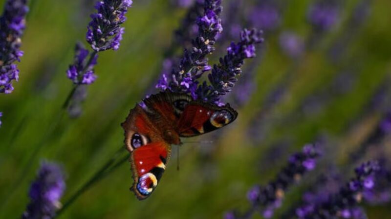EUs_Nature_Restoration_Law_Stalled_as_Hungary_Withdraws_Support - Khabar Asia EU's Nature Restoration Law Stalled as Hungary Withdraws Support