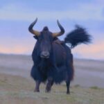 Ecological_Monitoring_Boosts_Conservation_on_the_Qinghai_Xizang_Plateau video poster