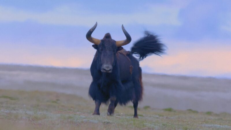 Ecological_Monitoring_Boosts_Conservation_on_the_Qinghai_Xizang_Plateau_poster - Khabar Asia Ecological_Monitoring_Boosts_Conservation_on_the_Qinghai_Xizang_Plateau video poster