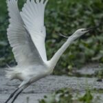 Egrets Frolic in Hainan's Futian Village Wetland, Showcasing Spring's Beauty