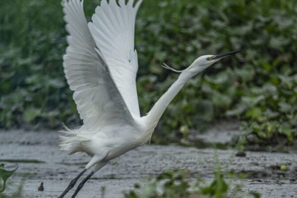 Egrets Frolic in Hainan's Futian Village Wetland, Showcasing Spring's Beauty