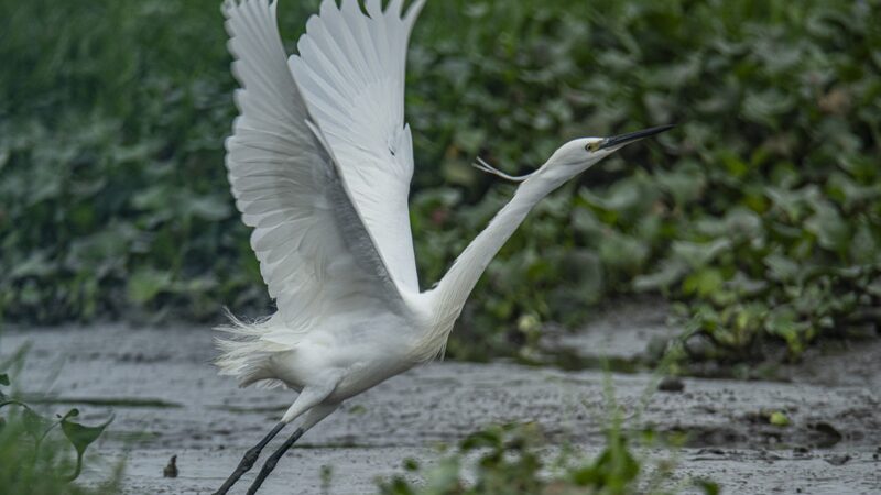 Egrets Frolic in Hainan's Futian Village Wetland, Showcasing Spring's Beauty