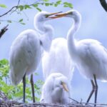 Egrets and Herons Thrive in Northeast China's Liaoning Province