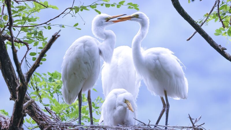 Egrets and Herons Thrive in Northeast China's Liaoning Province