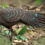 Enchanting Hainan: A Birdwatcher's Paradise