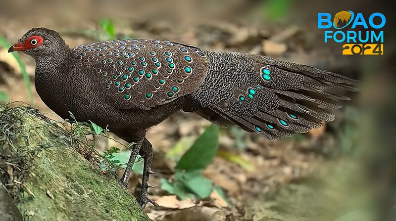 Enchanting_Hainan_A_Birdwatchers_Paradise - Khabar Asia Enchanting Hainan: A Birdwatcher's Paradise