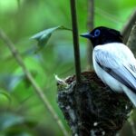 Enchanting_Return_Asian_Paradise-Flycatchers_Breed_in_Wushan_Mountains_poster - Khabar Asia Enchanting Return: Asian Paradise-Flycatchers Breed in Wushan Mountains video poster