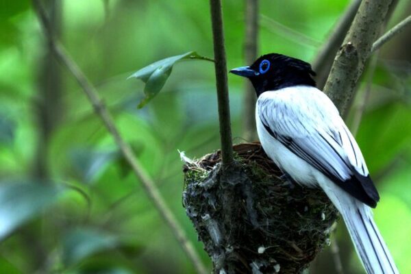 Enchanting Return: Asian Paradise-Flycatchers Breed in Wushan Mountains Enchanting Return: Asian Paradise-Flycatchers Breed in Wushan Mountains video poster