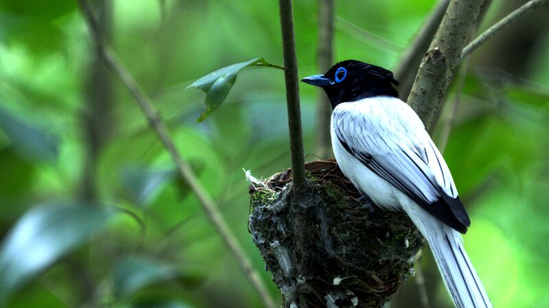 Enchanting_Return_Asian_Paradise-Flycatchers_Breed_in_Wushan_Mountains_poster - Khabar Asia Enchanting Return: Asian Paradise-Flycatchers Breed in Wushan Mountains video poster