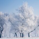 Enchanting Rime Transforms Jilin's Wusong Island into a Winter Wonderland