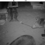 Encroaching Bears Bring Challenges to Tibetan Herders in Northwestern China video poster