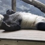 End_of_an_Era__Zoo_Atlanta_s_Pandas_Returning_to_China_Mid_October