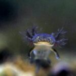 Endangered Amji's Salamander Population in China Rises Tenfold Since 2006 video poster