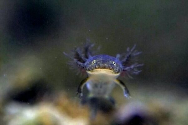 Endangered Amji’s Salamander Population in China Rises Tenfold Since 2006 Endangered Amji's Salamander Population in China Rises Tenfold Since 2006 video poster