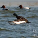 Endangered Baer's Pochards Spotted in Inner Mongolia Wetlands