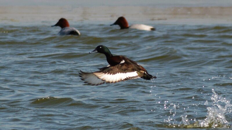 Endangered_Baers_Pochards_Spotted_in_Inner_Mongolia_Wetlands - Khabar Asia Endangered Baer's Pochards Spotted in Inner Mongolia Wetlands