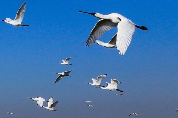 Endangered Birds Flock to East China’s Xuyi for Wintering Endangered Birds Flock to East China's Xuyi for Wintering