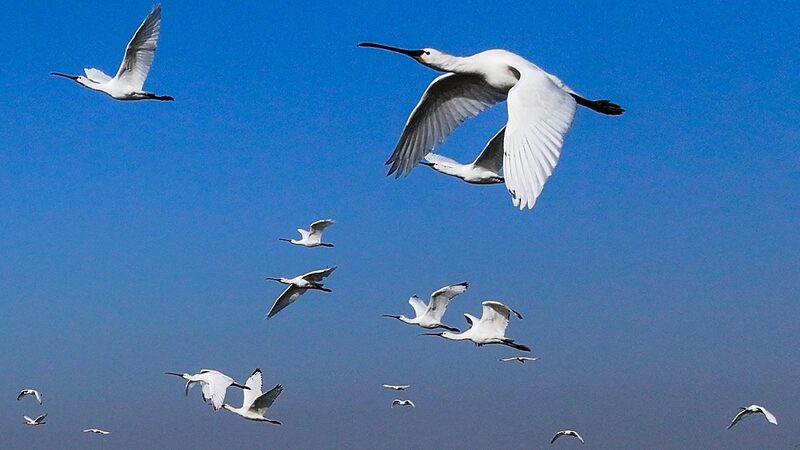 Endangered_Birds_Flock_to_East_Chinas_Xuyi_for_Wintering - Khabar Asia Endangered Birds Flock to East China's Xuyi for Wintering