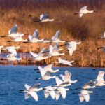 Endangered Black-Faced Spoonbills Found Breeding in China's Yellow River Delta