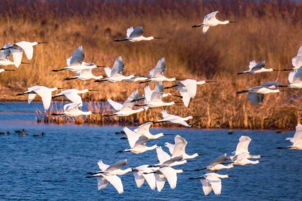 Endangered Black-Faced Spoonbills Found Breeding in China’s Yellow River Delta Endangered Black-Faced Spoonbills Found Breeding in China's Yellow River Delta