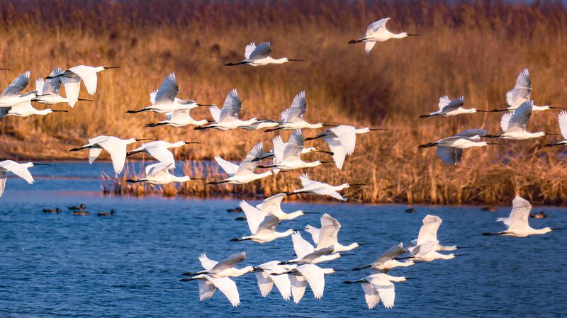 Endangered_Black-Faced_Spoonbills_Found_Breeding_in_Chinas_Yellow_River_Delta - Khabar Asia Endangered Black-Faced Spoonbills Found Breeding in China's Yellow River Delta