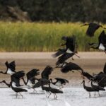 Endangered_Black_Storks_Thrive_in_Northwest_China_s_Heihe_Wetlands - Khabar Asia Endangered_Black_Storks_Thrive_in_Northwest_China_s_Heihe_Wetlands