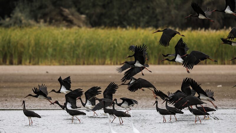Endangered_Black_Storks_Thrive_in_Northwest_China_s_Heihe_Wetlands - Khabar Asia Endangered_Black_Storks_Thrive_in_Northwest_China_s_Heihe_Wetlands