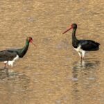 Endangered Black and Oriental White Storks Spotted at China's Hengshui Lake