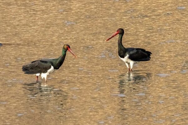 Endangered Black and Oriental White Storks Spotted at China's Hengshui Lake