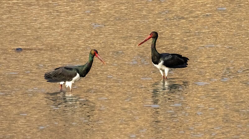Endangered_Black_and_Oriental_White_Storks_Spotted_at_Chinas_Hengshui_Lake - Khabar Asia Endangered Black and Oriental White Storks Spotted at China's Hengshui Lake
