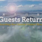 Endangered_Chinese_Crested_Terns_Make_a_Comeback_in_Jiushan_Islands_poster - Khabar Asia Endangered Chinese Crested Terns Make a Comeback in Jiushan Islands video poster