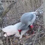 Endangered Crested Ibises Thrive in Northwest China's Shaanxi Province video poster