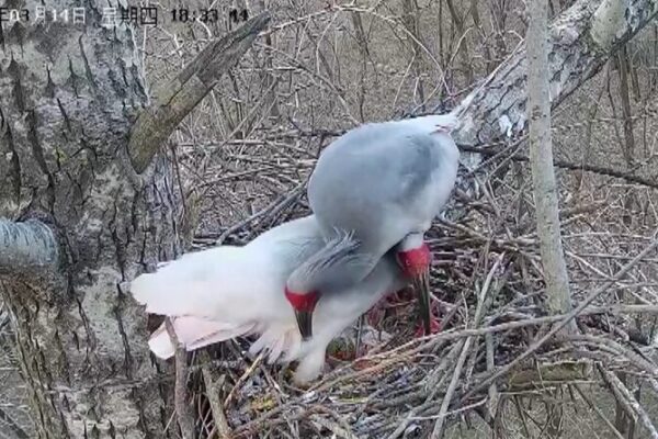 Endangered Crested Ibises Thrive in Northwest China’s Shaanxi Province Endangered Crested Ibises Thrive in Northwest China's Shaanxi Province video poster