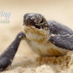 Endangered Green Sea Turtles Begin Nesting Season at China's Huidong Reserve video poster