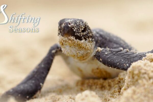 Endangered Green Sea Turtles Begin Nesting Season at China’s Huidong Reserve Endangered Green Sea Turtles Begin Nesting Season at China's Huidong Reserve video poster